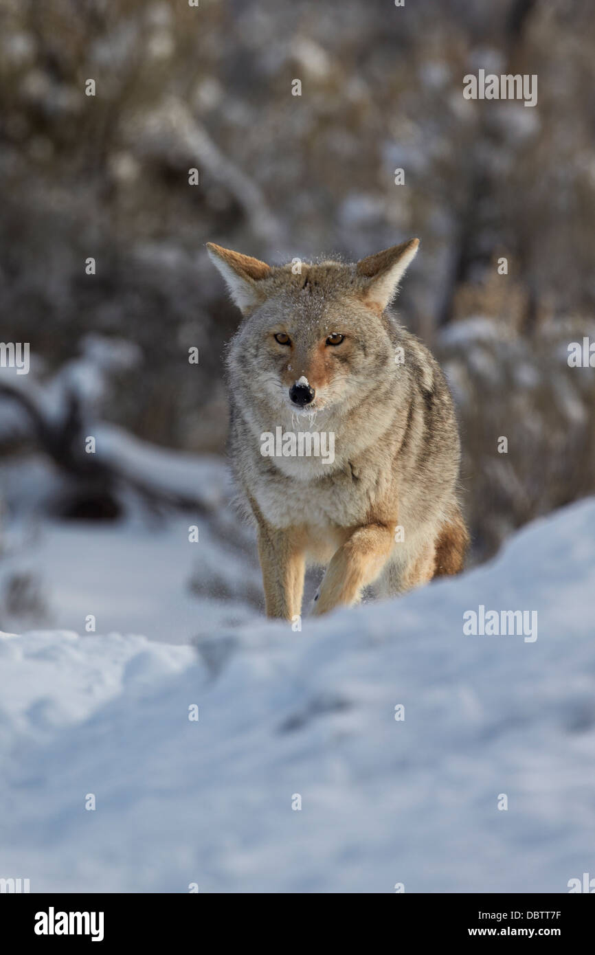 Kojote (Canis Latrans) in den Schnee, Yellowstone-Nationalpark, Wyoming, Vereinigte Staaten von Amerika, Nord Amerika Stockfoto