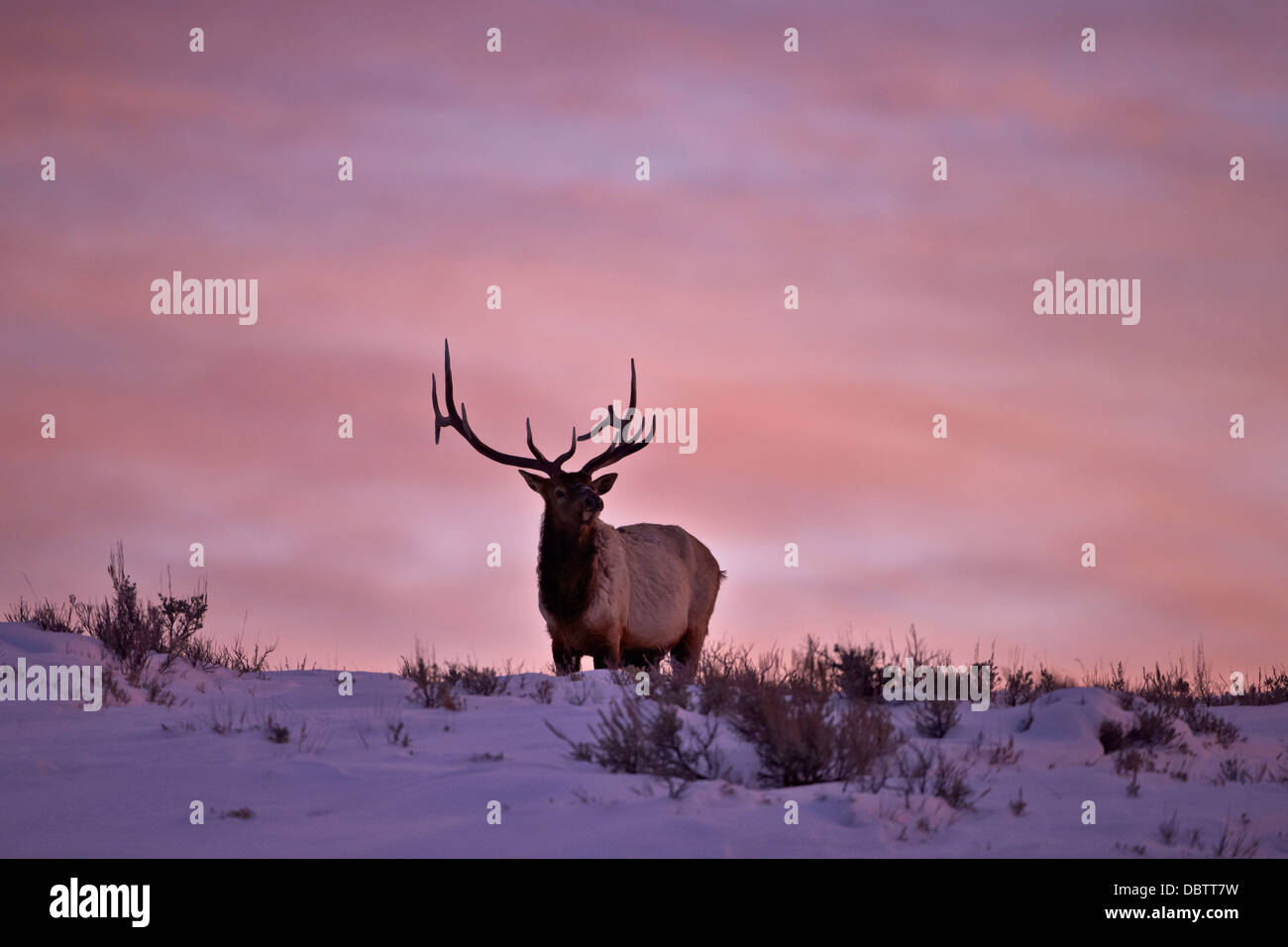 Stier Elche (Cervus Canadensis) bei Sonnenuntergang im Winter, Yellowstone-Nationalpark, Wyoming, Vereinigte Staaten von Amerika Stockfoto