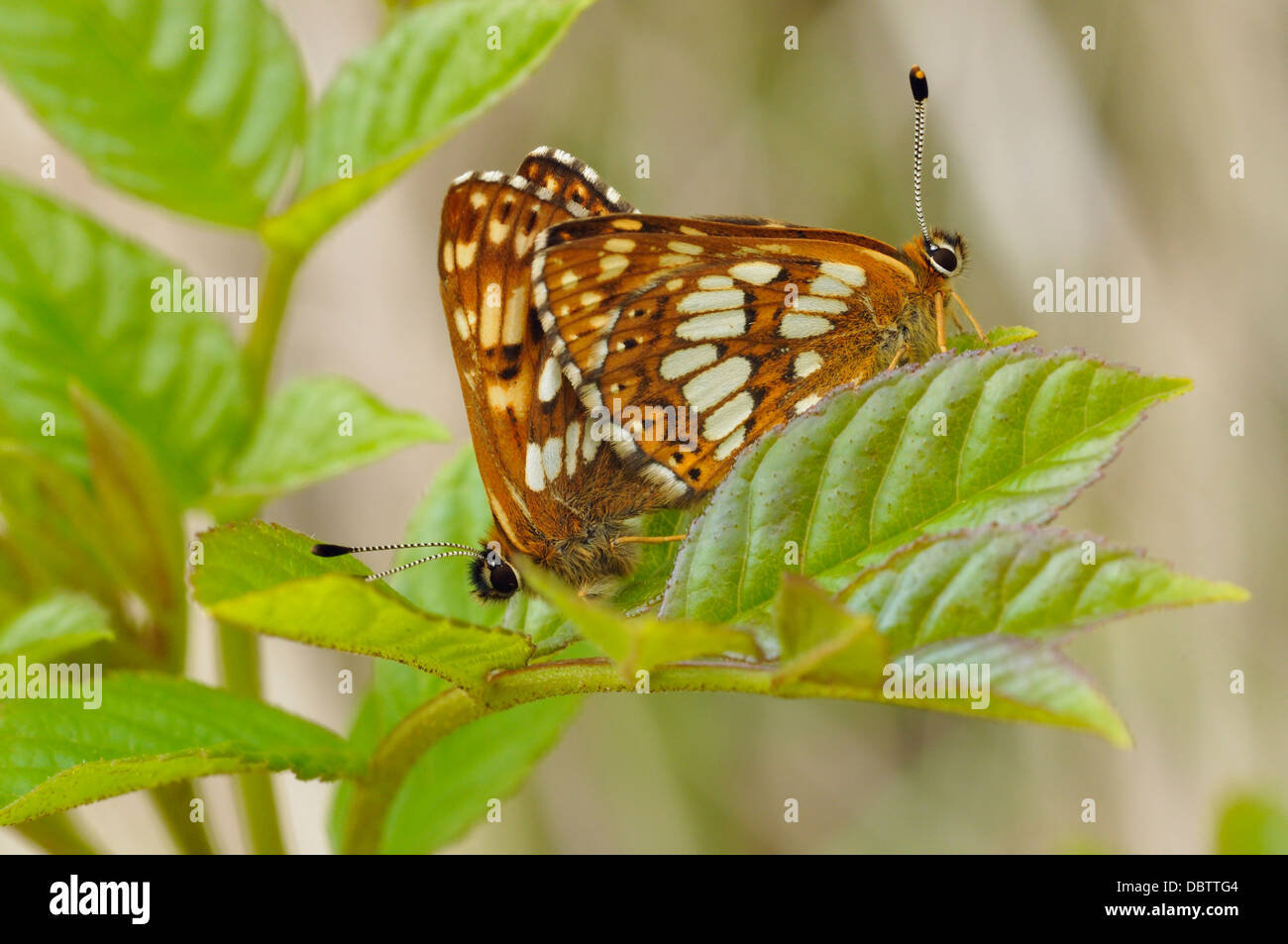 Herzog von Burgund Schmetterlinge - Hamearis Lucina Paarung paar Stockfoto