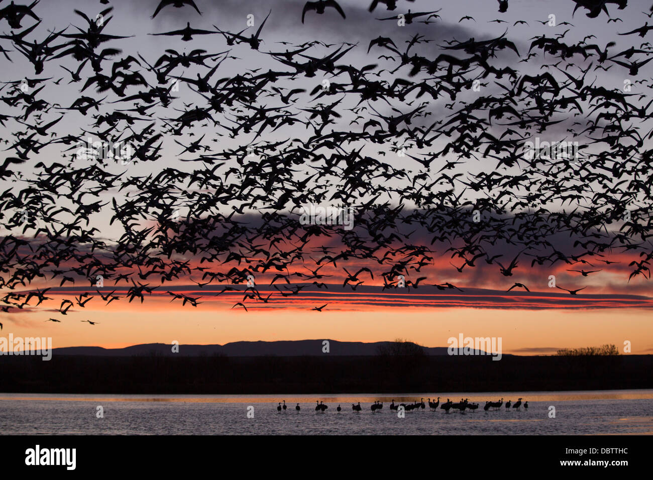 Weniger Schnee Gänse im Flug bei Sonnenaufgang, größere Kraniche, Bosque del Apache National Wildlife Refuge, New Mexico, USA Stockfoto