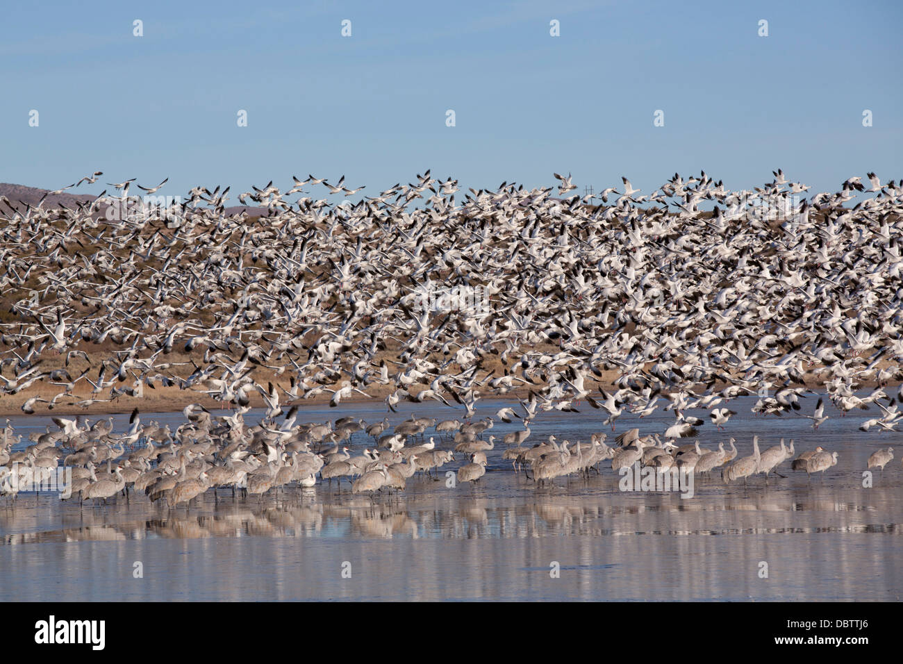 Weniger Schnee Gänse im Flug und mehr Kraniche, Bosque del Apache National Wildlife Refuge, New Mexico, USA Stockfoto