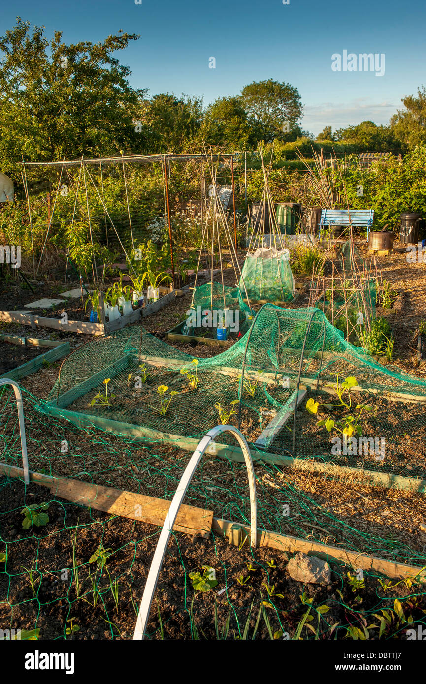 Erhöhte Gemüsebeete, die in einer britischen Zuteilung mit schützenden grünen Netzen bedeckt sind. Stockfoto