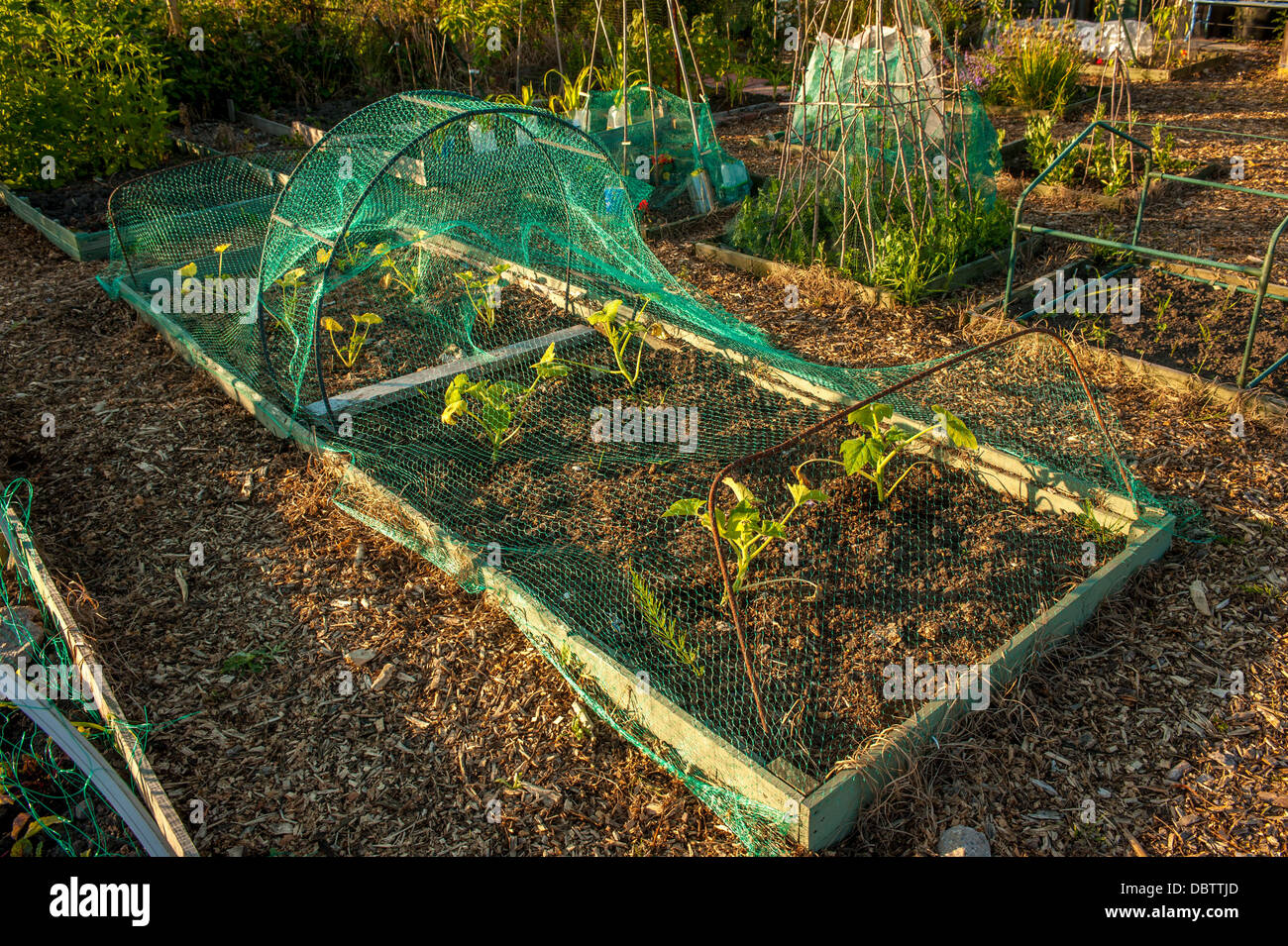 Vernetztes Hochbett mit jungen Zucchini-Pflanzen in einer britischen Zuteilung. Stockfoto