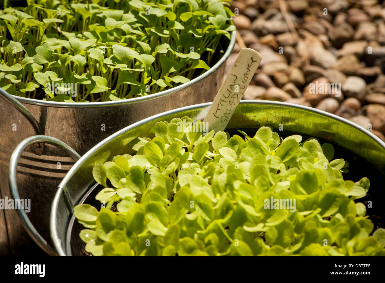 Italienischer Salatblätter wachsen in verzinkten Behältern Stockfoto