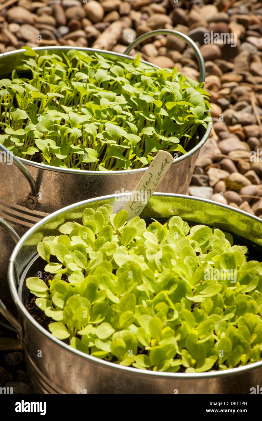 Italienische Salatblätter wachsen im Sommer in verzinkten Behältern auf einem kaltbewachsenen britischen Garten. Stockfoto