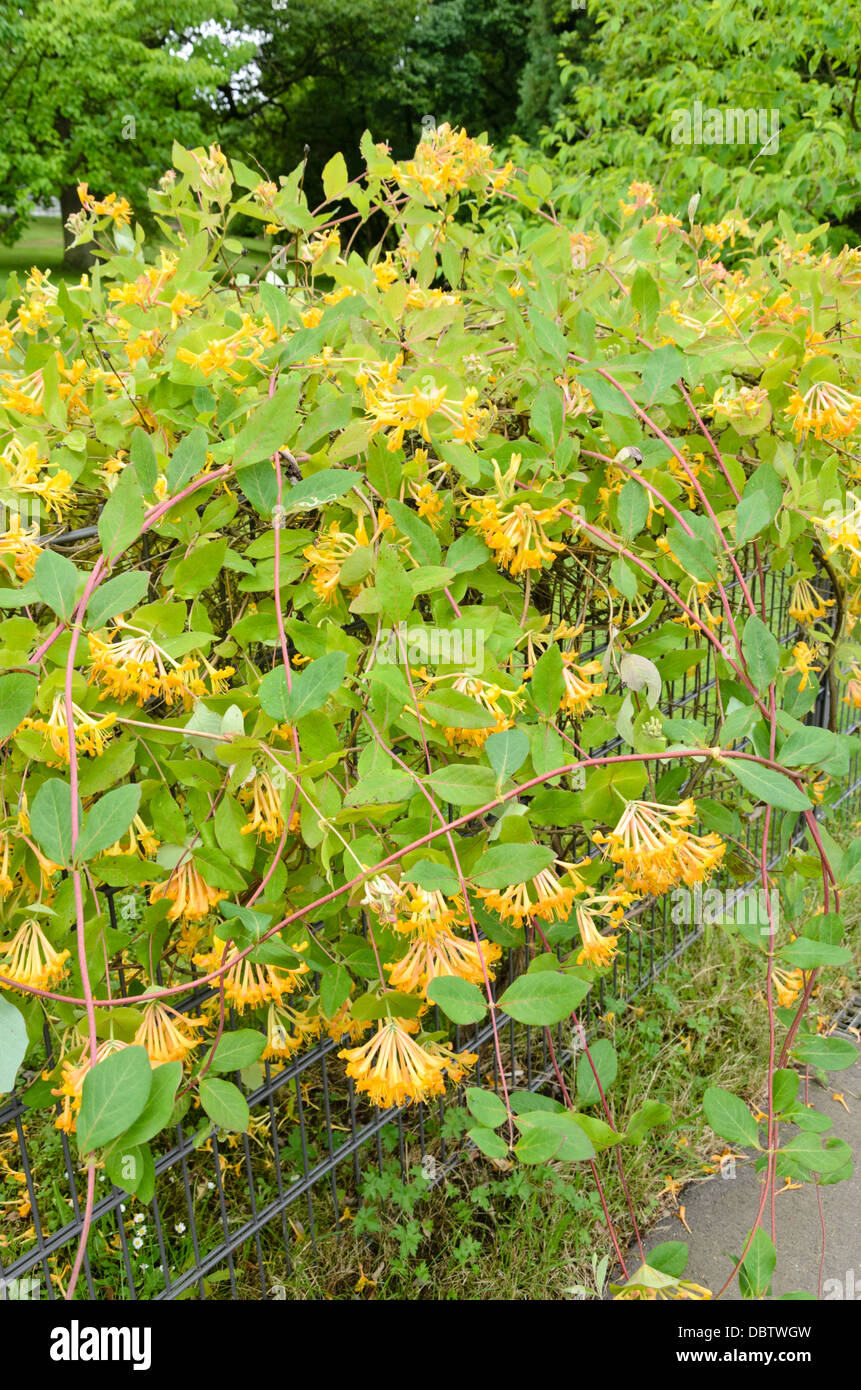 Lonicera x tellmanniana (geiblatt), gelbe Blumen Stockfotografie - Alamy