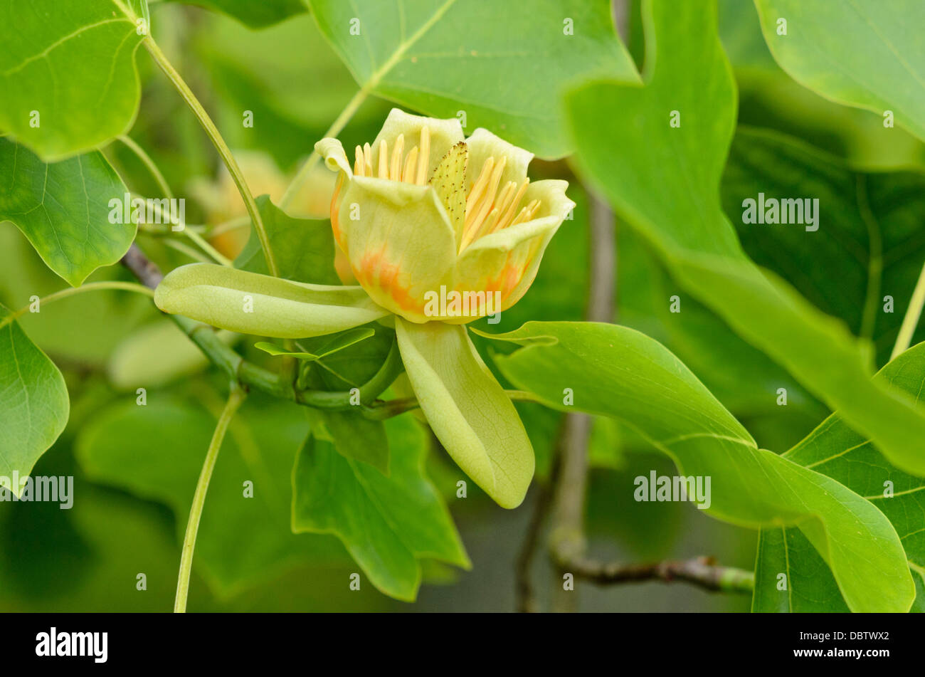 Amerikanische Tulpenbaum (Liriodendron tulipifera) Stockfoto