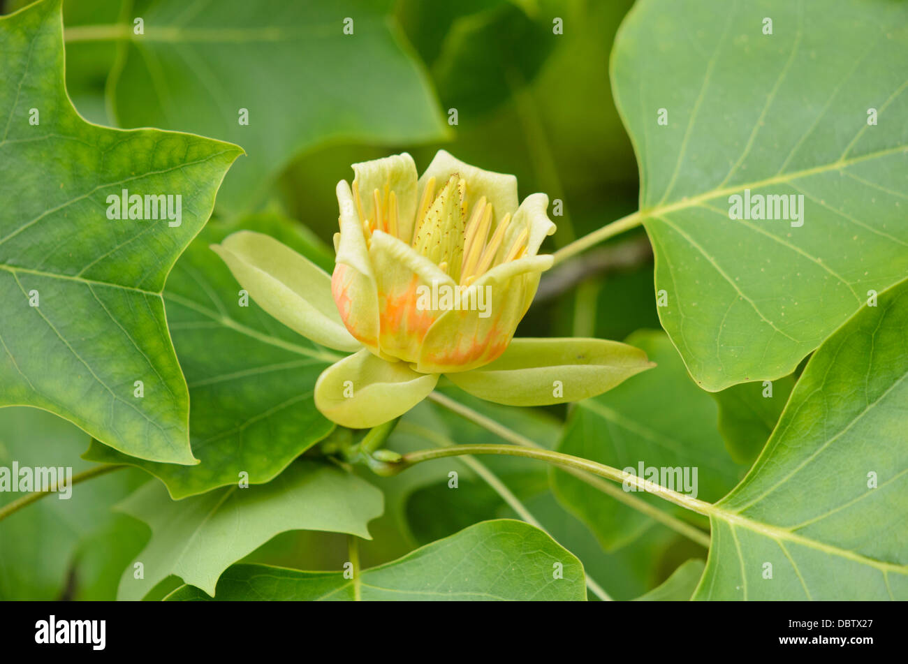 Amerikanische Tulpenbaum (Liriodendron tulipifera) Stockfoto