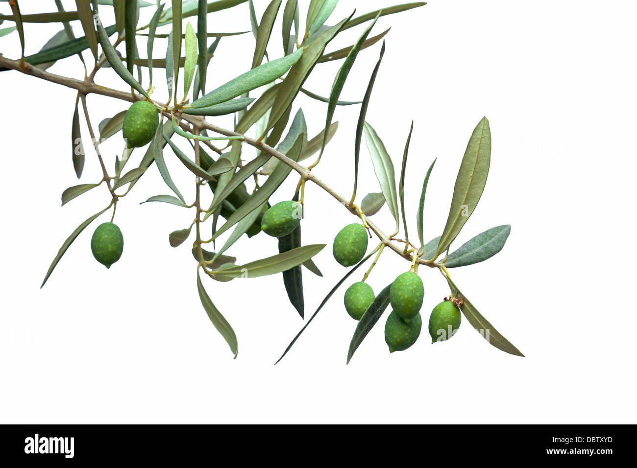 Grünen Olivenzweig isoliert auf weiss Stockfoto