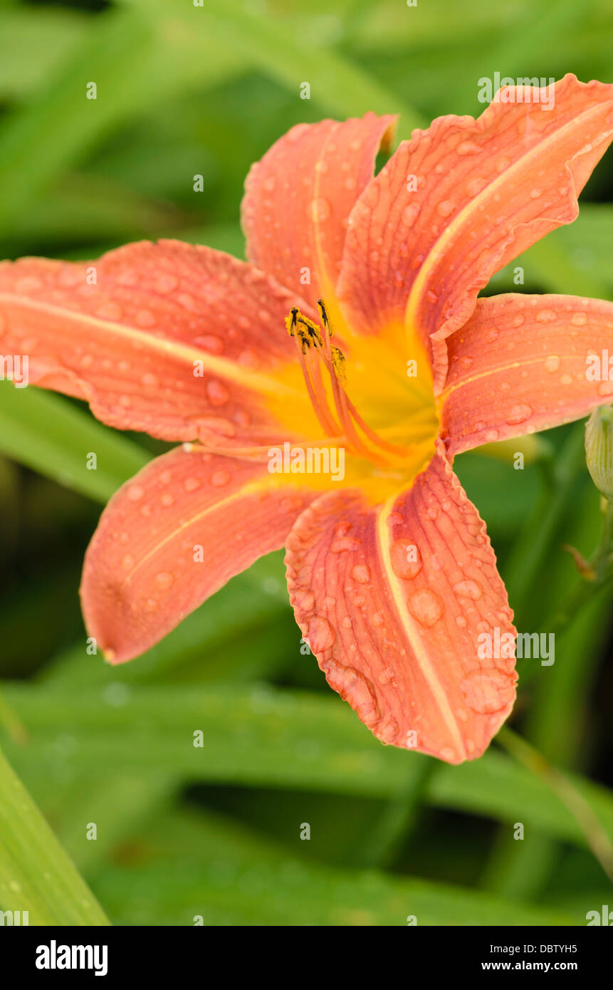 Tag Lily (Hemerocallis fulva) Stockfoto