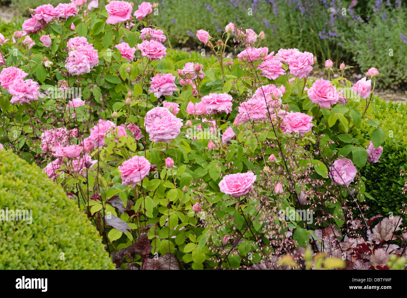 Rose (rosa Mme Boll) Stockfoto