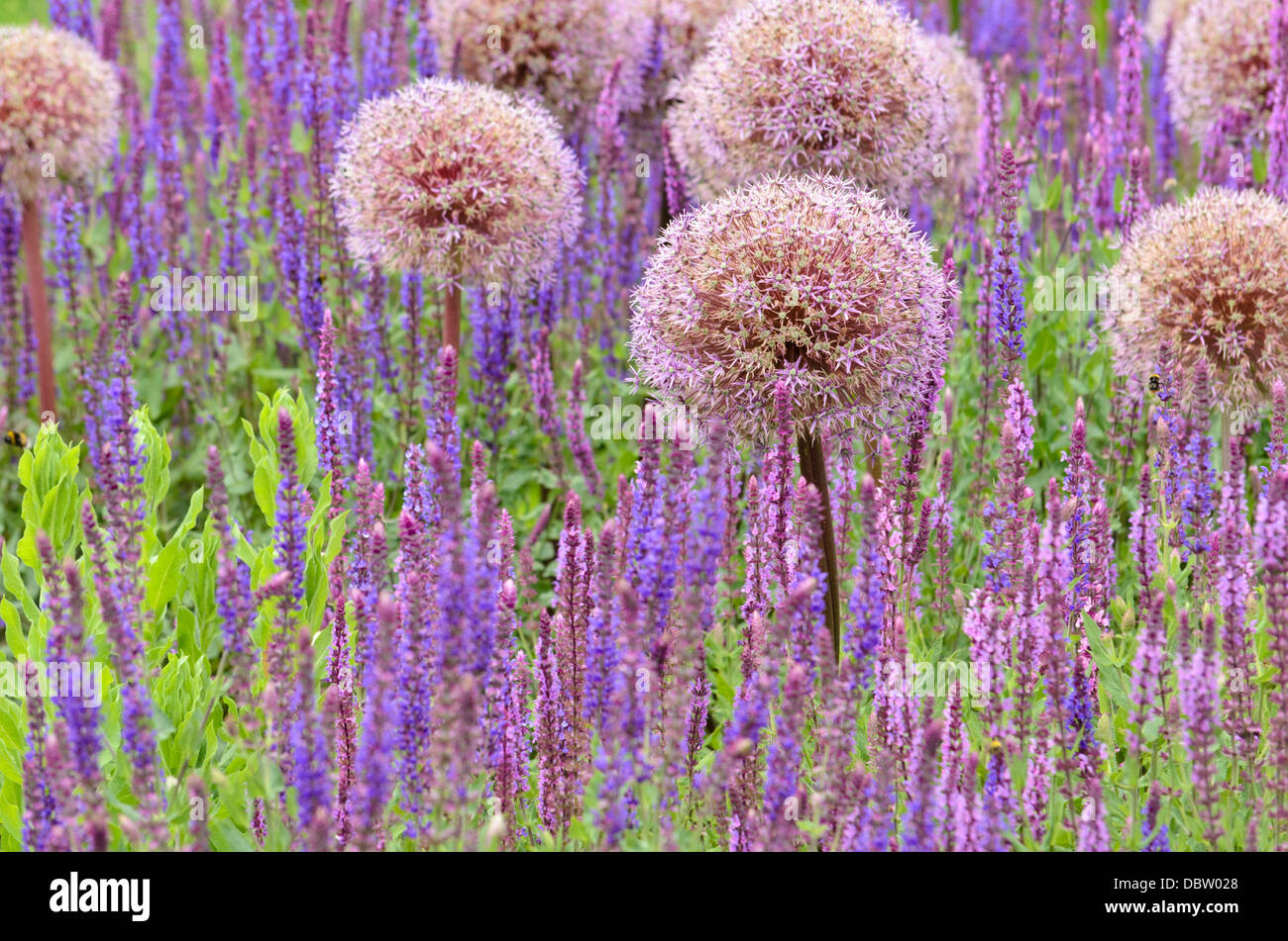 Zierpflanzen Zwiebel (Allium) und weisen (Salvia) Stockfoto