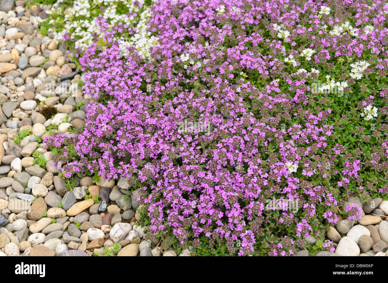 Wilder Thymian (Thymus serpyllum 'Coccineus' und Thymus serpyllum 'Alba