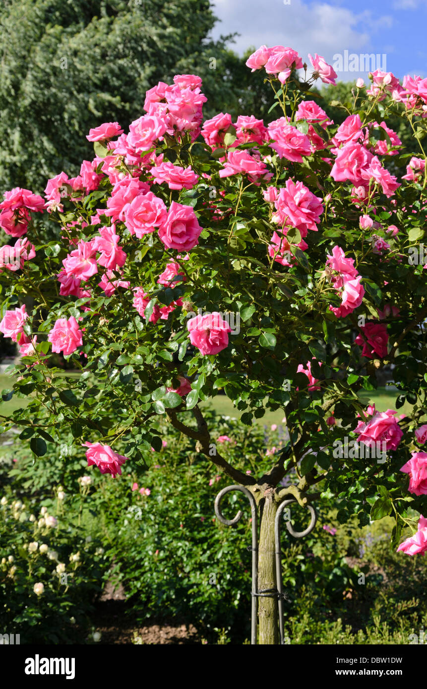 Klettern Rose (rosa morgen Juwel) Stockfoto