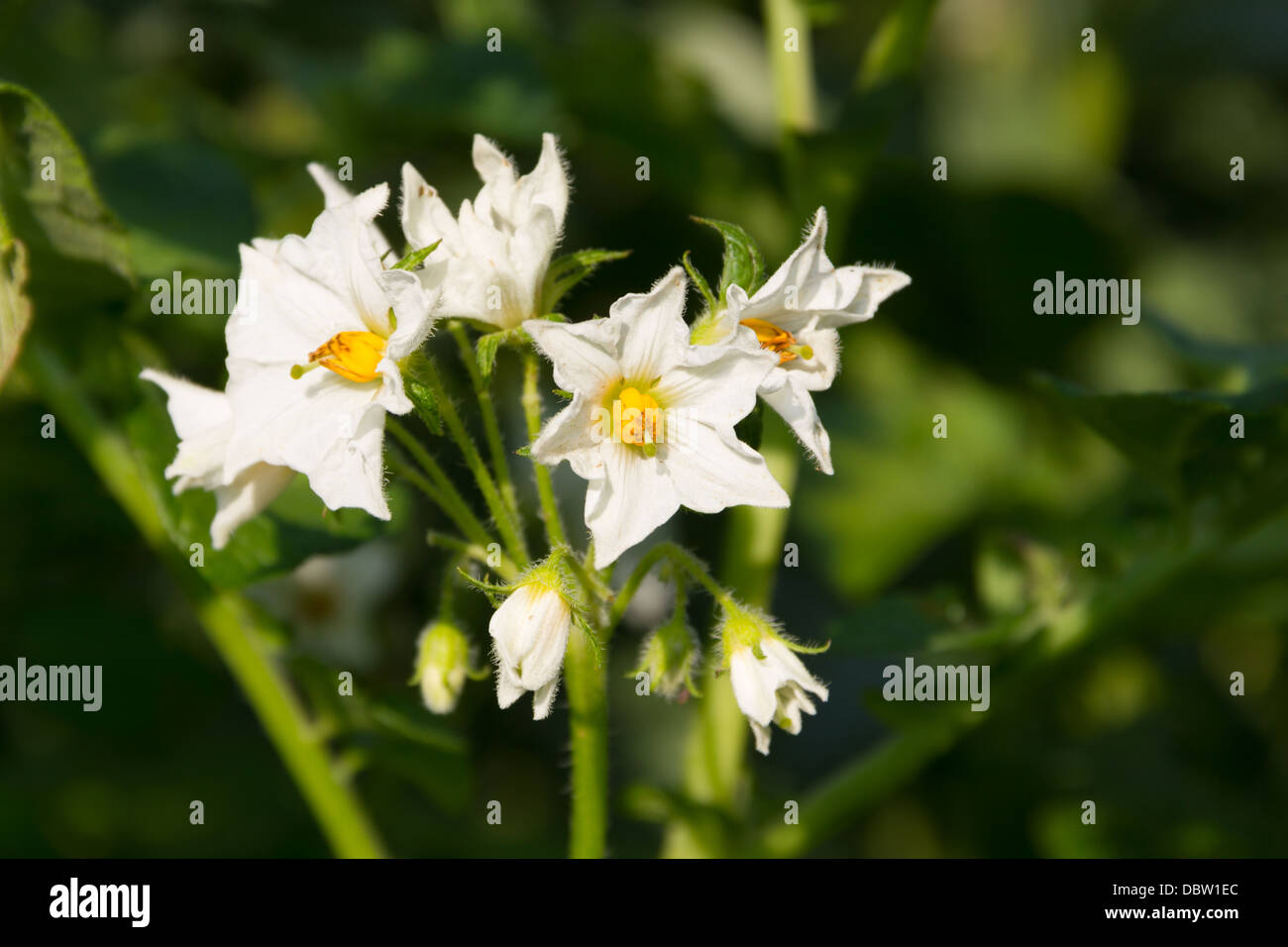 Kartoffel-Blumen in voller Blüte Stockfoto