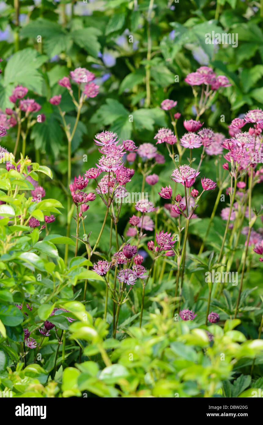 Große masterwort (astilbe) Stockfoto