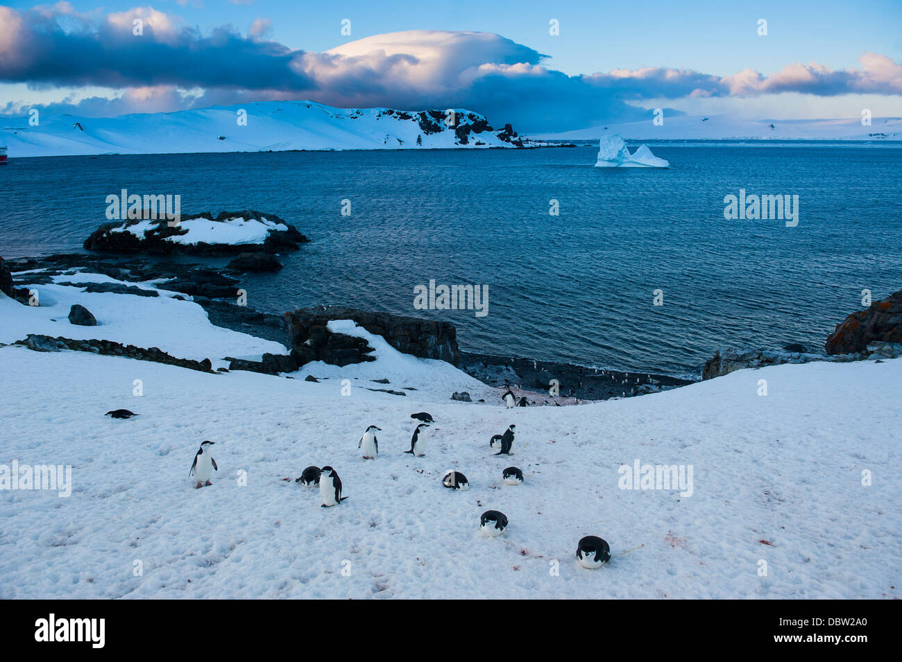 Kinnriemen Pinguine (Pygoscelis Antarcticus) Kolonie auf Half Moon Bay, Süd-Shetland-Inseln, Antarktis, Polarregionen Stockfoto