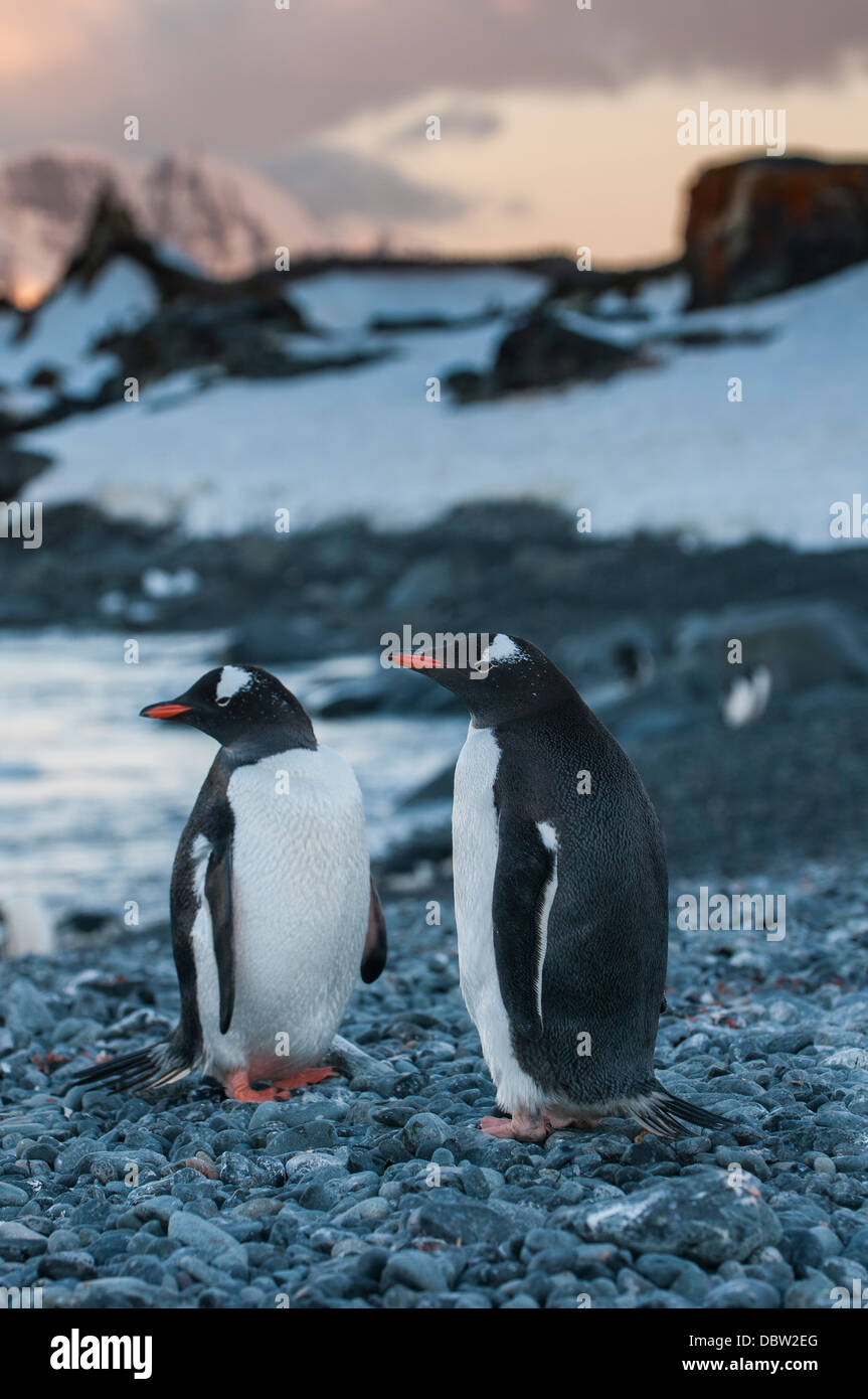 Pinguin-Kolonie in Half Moon Bay, Süd-Shetland-Inseln, Antarktis, Polarregionen Stockfoto