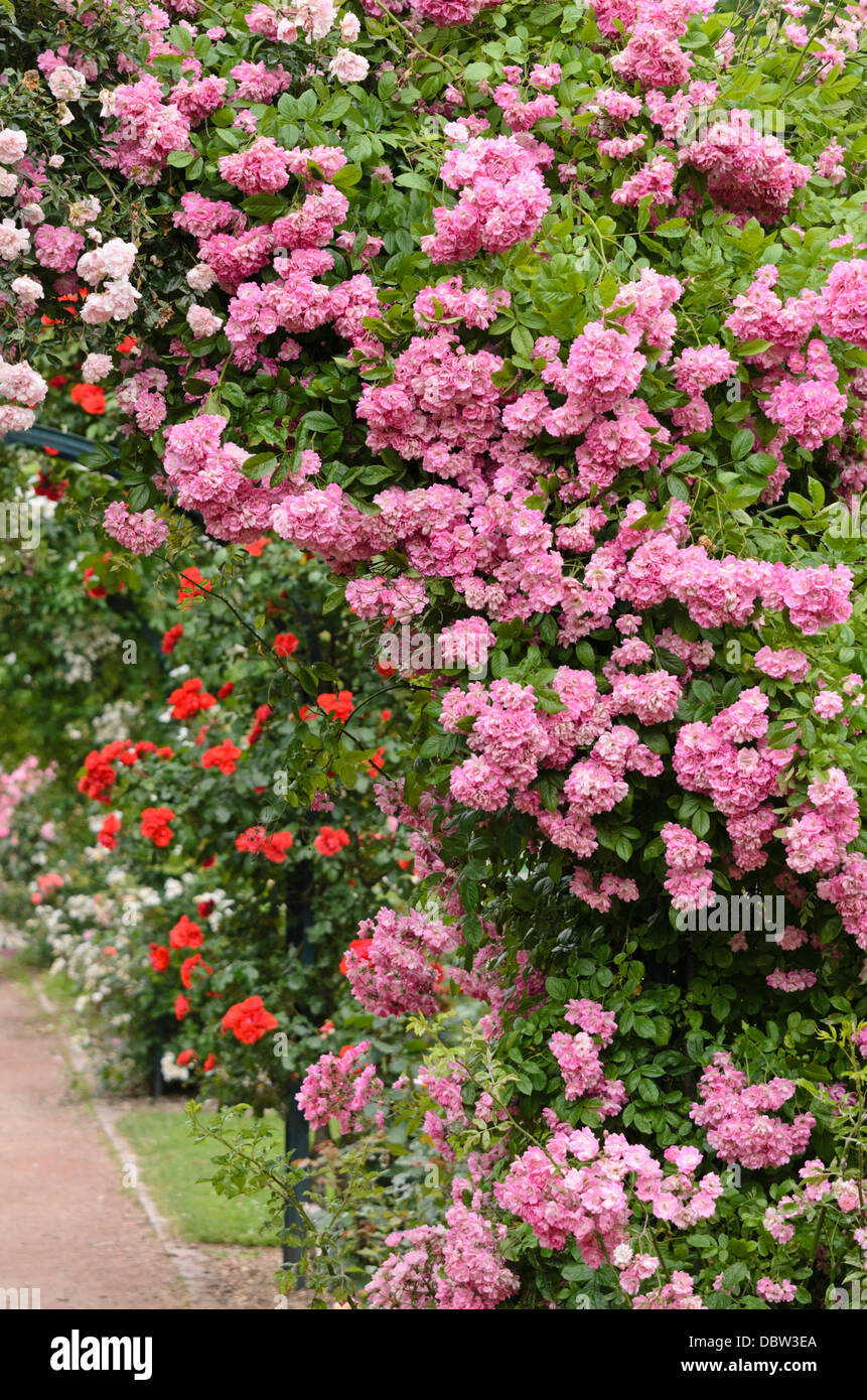 Tea Rose (rosa panthère Rose) Stockfoto