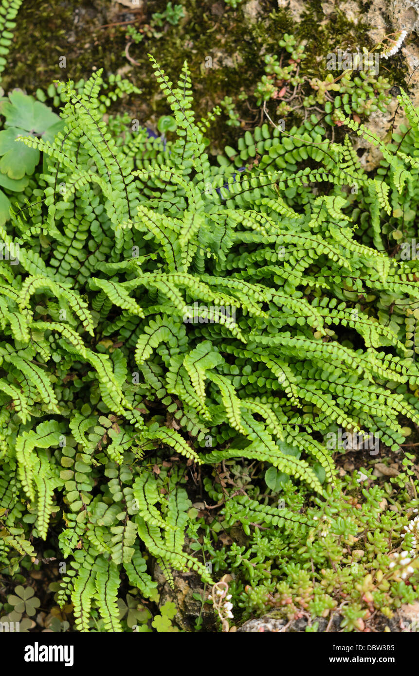 Maidenhair spleenwort (asplenium Trichomanes) Stockfoto