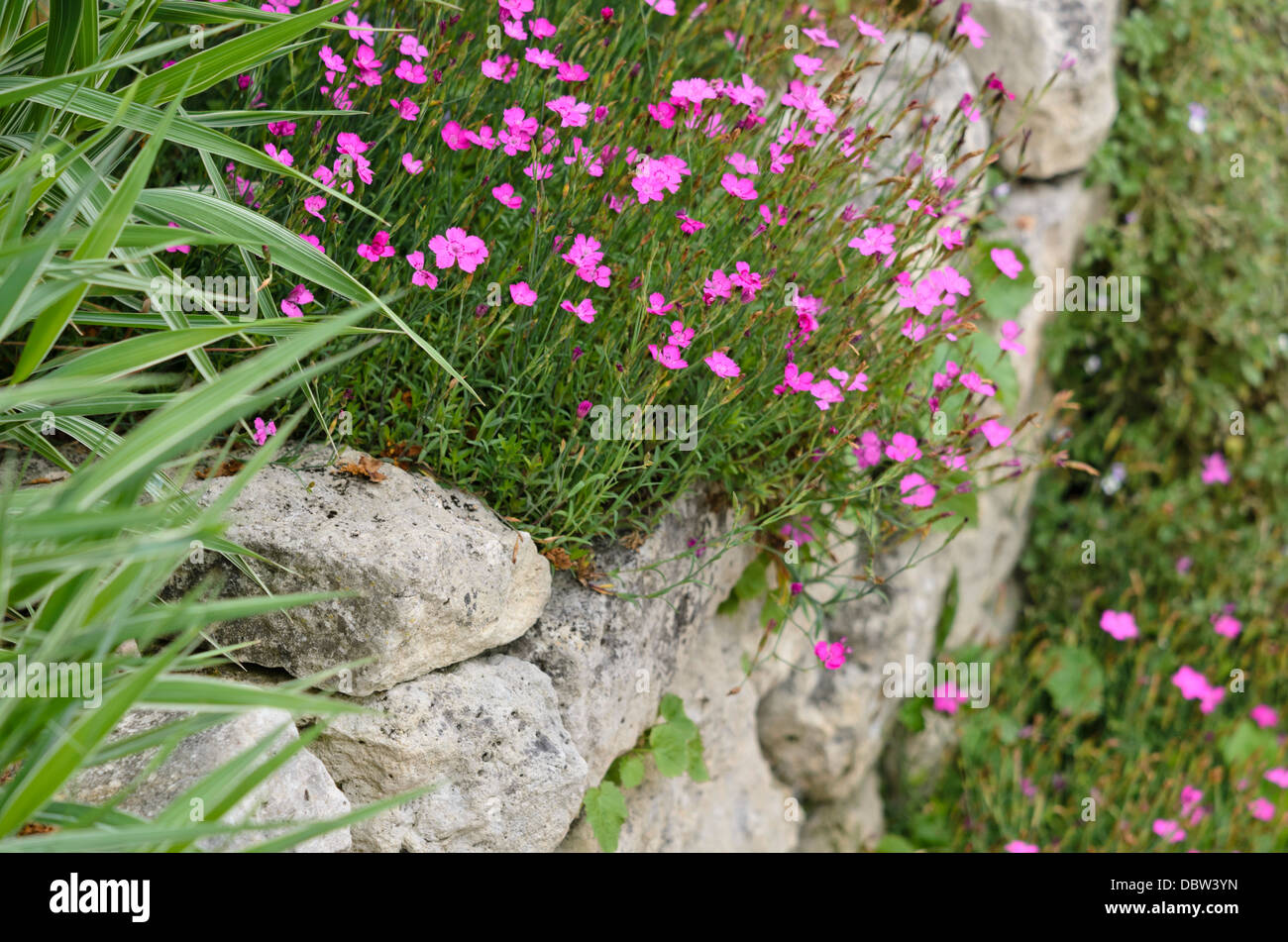 Maiden pink (Dianthus canescens) auf einer trockenen Steinmauer Stockfoto