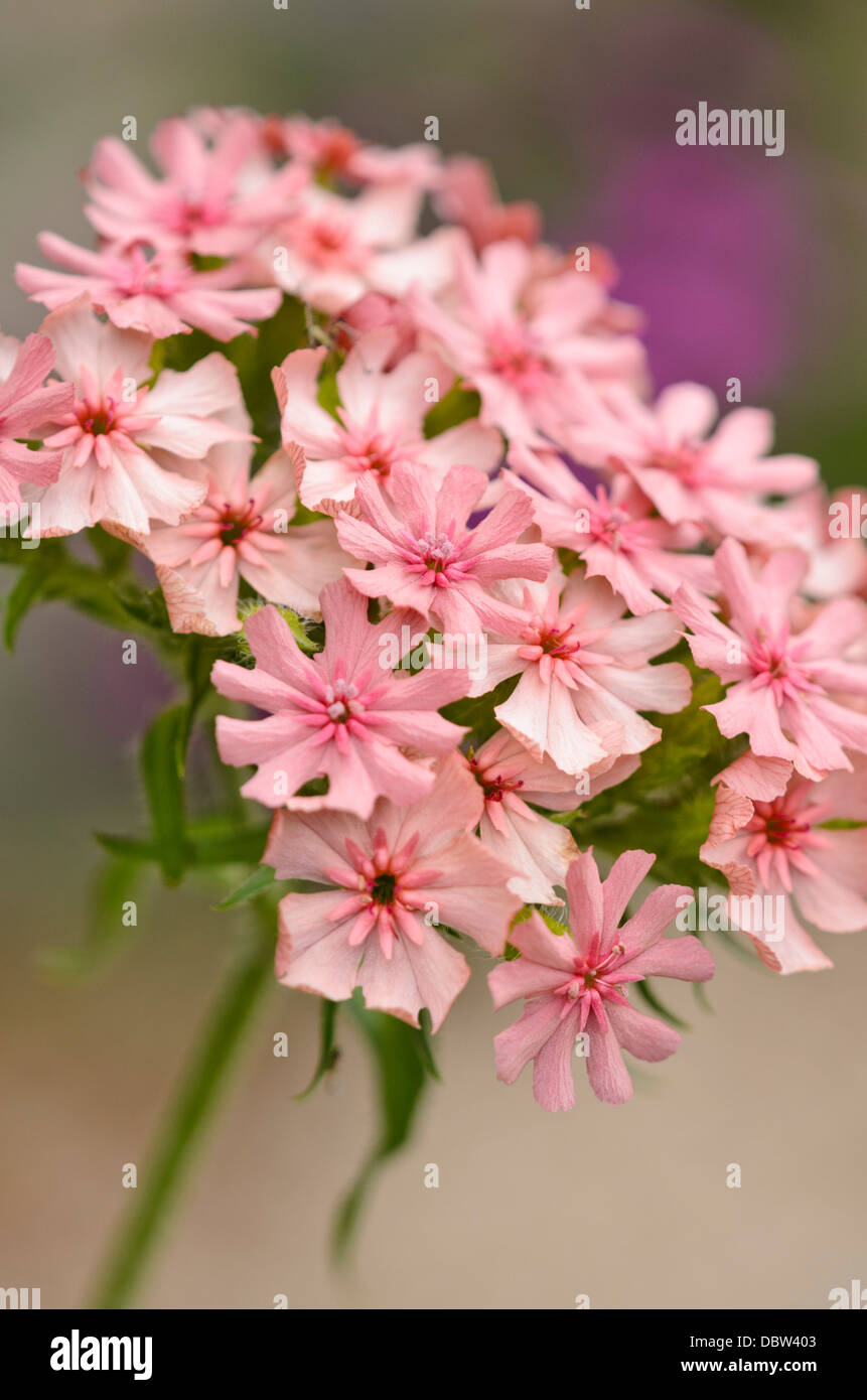 Malteserkreuz (Lupinus chalcedonica 'Elegans' syn. silene chalcedonica 'Elegans') Stockfoto