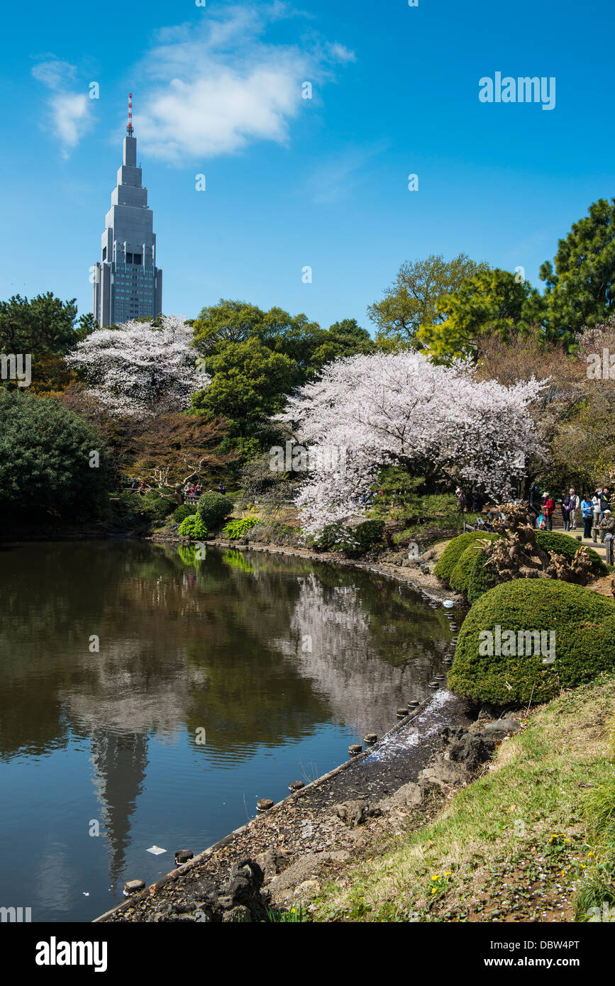 Kirschblüte in Shinjuku-Gyōen Park, Tokio, Japan, Asien Stockfoto