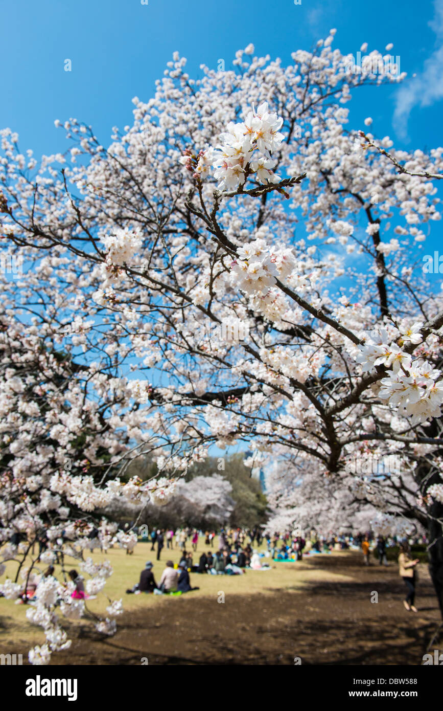 Picknick in der Kirschblüte in Shinjuku-Gyōen Park, Tokio, Japan, Asien Stockfoto