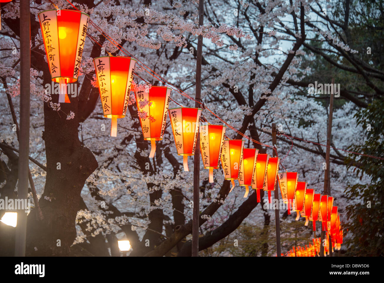 Rote Laternen beleuchtet die Kirschblüte im Ueno-Park, Tokio, Japan, Asien Stockfoto