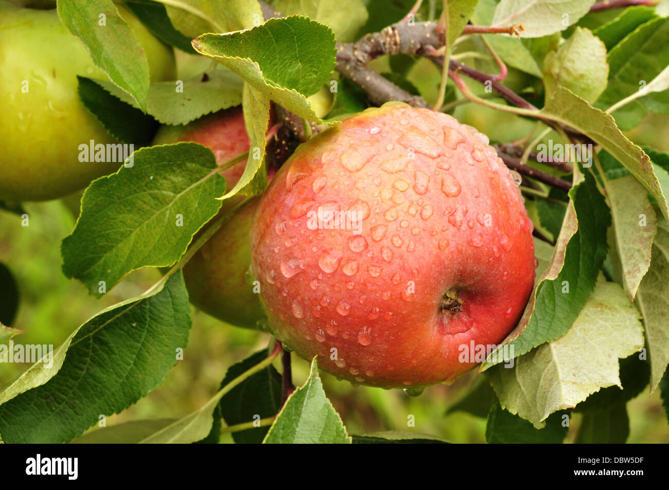 Apple wächst auf einem Apfelbaum Stockfoto