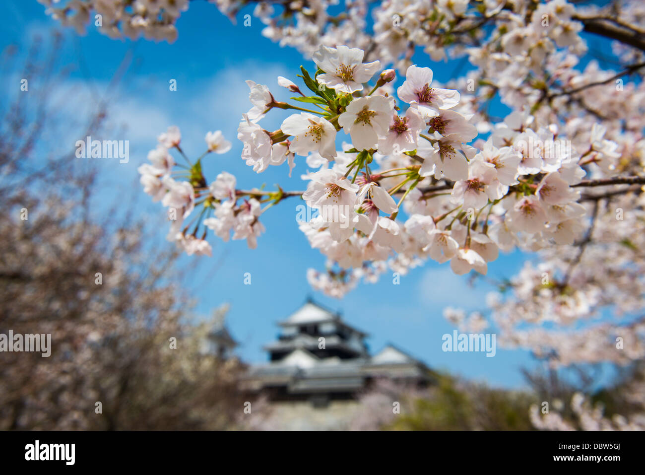 Kirschblüte und die Burg Matsuyama, Shikoku, Japan, Asien Stockfoto