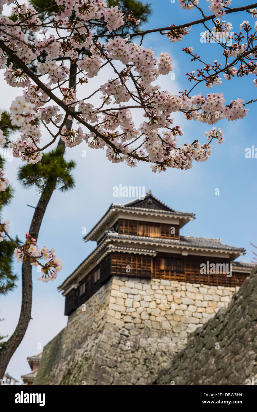 Kirschblüte und die Burg Matsuyama, Shikoku, Japan, Asien Stockfoto