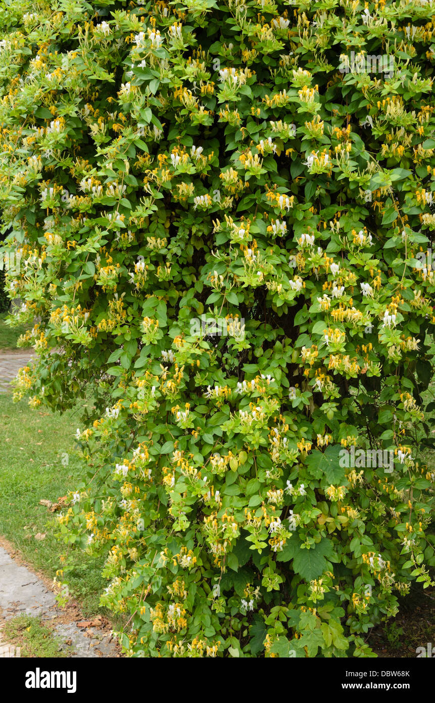 Gemeinsame Geißblatt (lonicera periclymenum) Stockfoto
