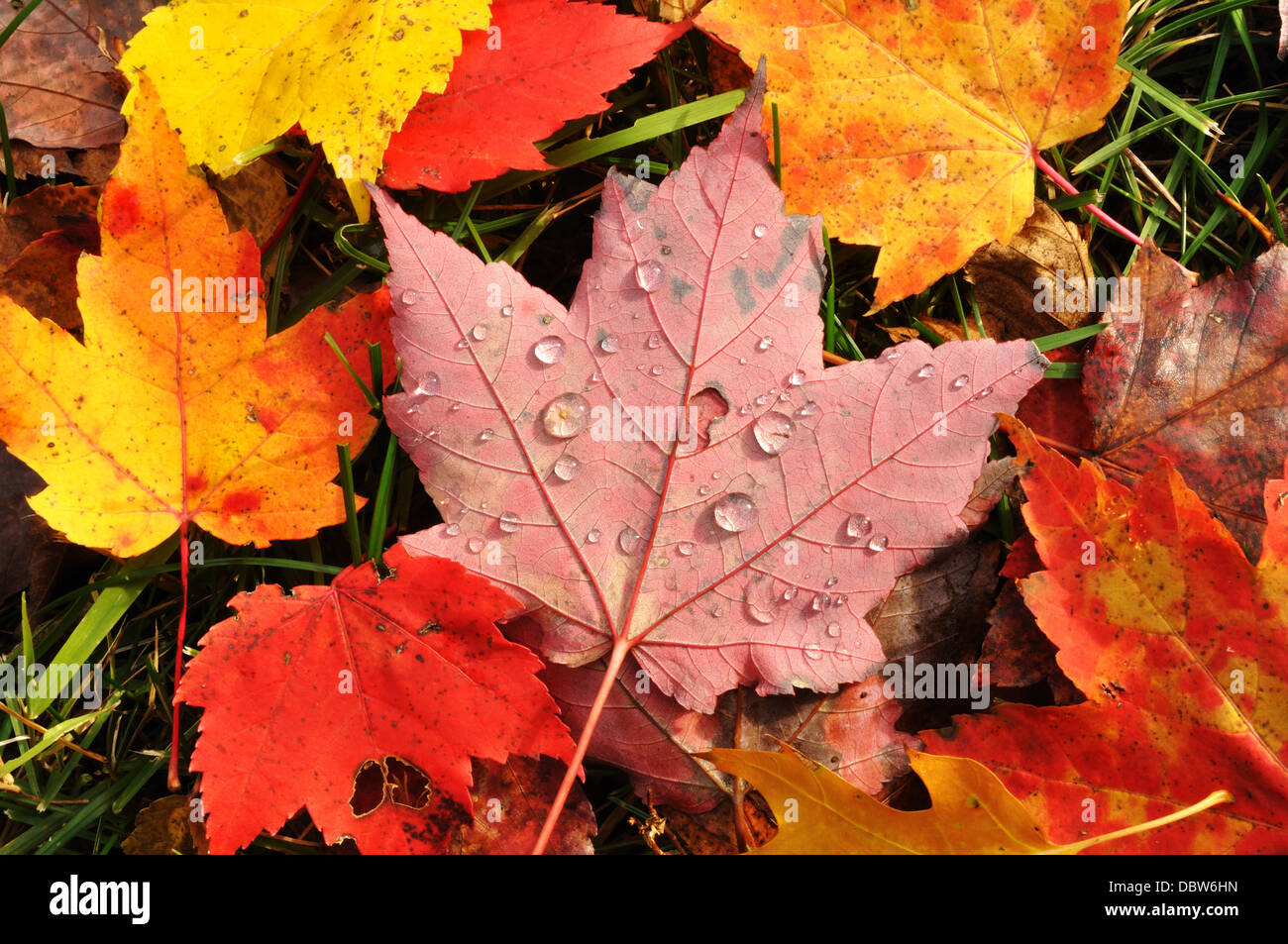 In der Nähe von nassen Bunte Ahorn im Herbst Laub im Herbst/Herbst Stockfoto