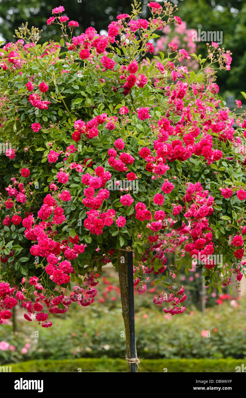 Rambler (rosa super Excelsa) Stockfoto