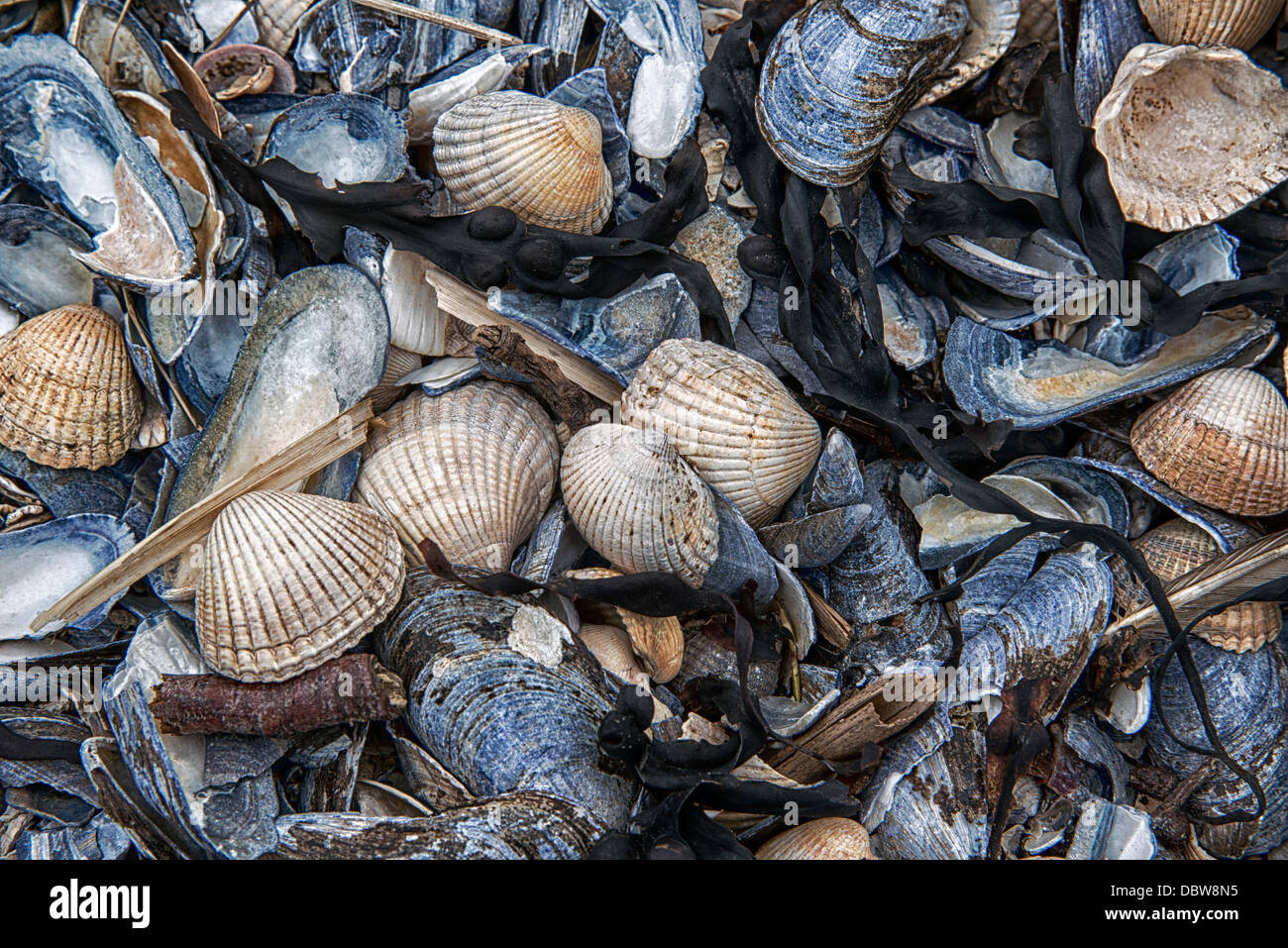 Herzmuscheln und Miesmuscheln, gefunden an der Küste Southerness, Dumfries und Galloway. Stockfoto