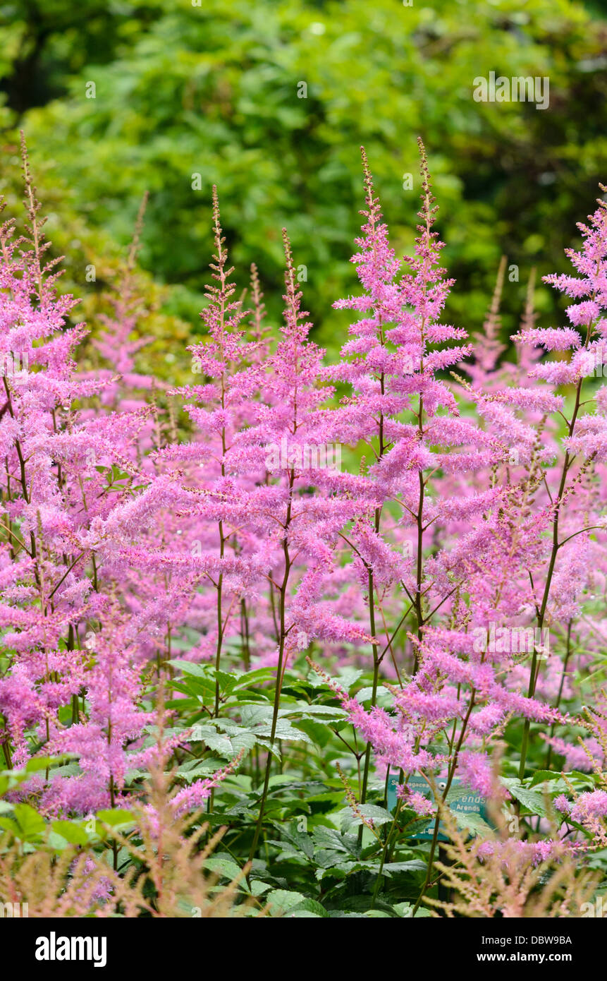 Garten astilbe (astilbe x arendsii 'Amethyst') Stockfoto