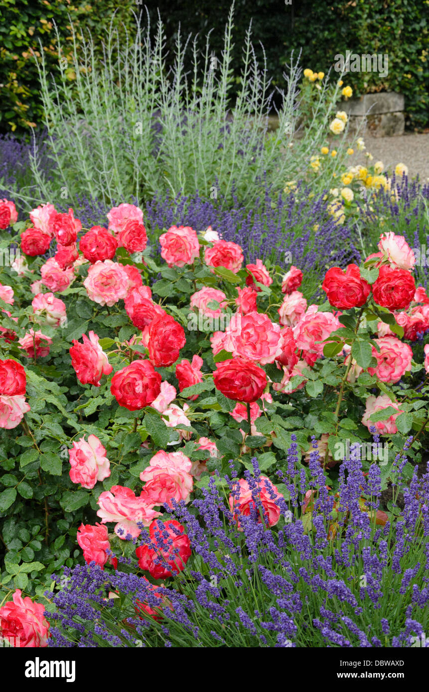 Rose (rosa Jubilé du Prince de Monaco) und Lavendel (Lavandula