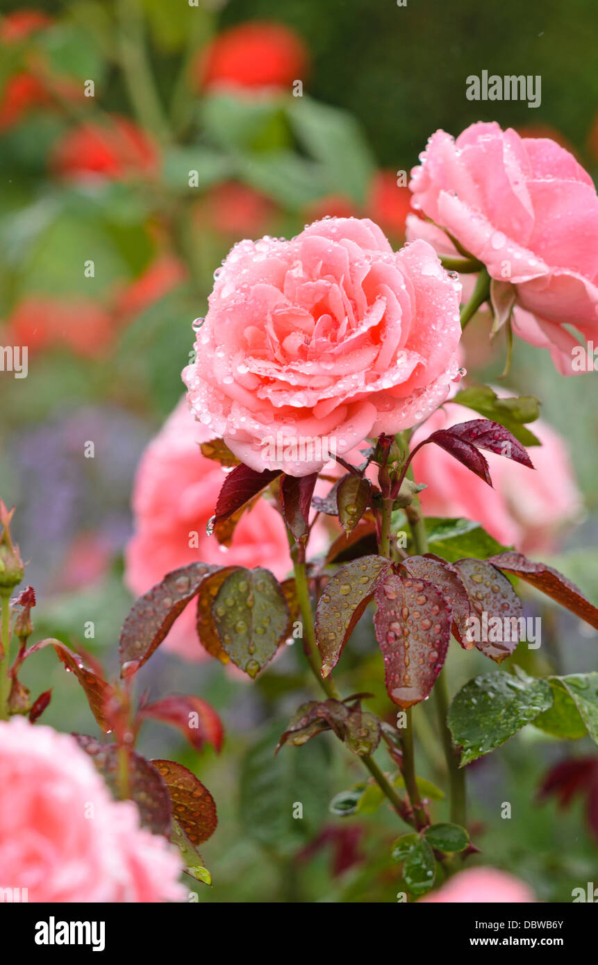 Kimono Rose (rosa) Stockfoto