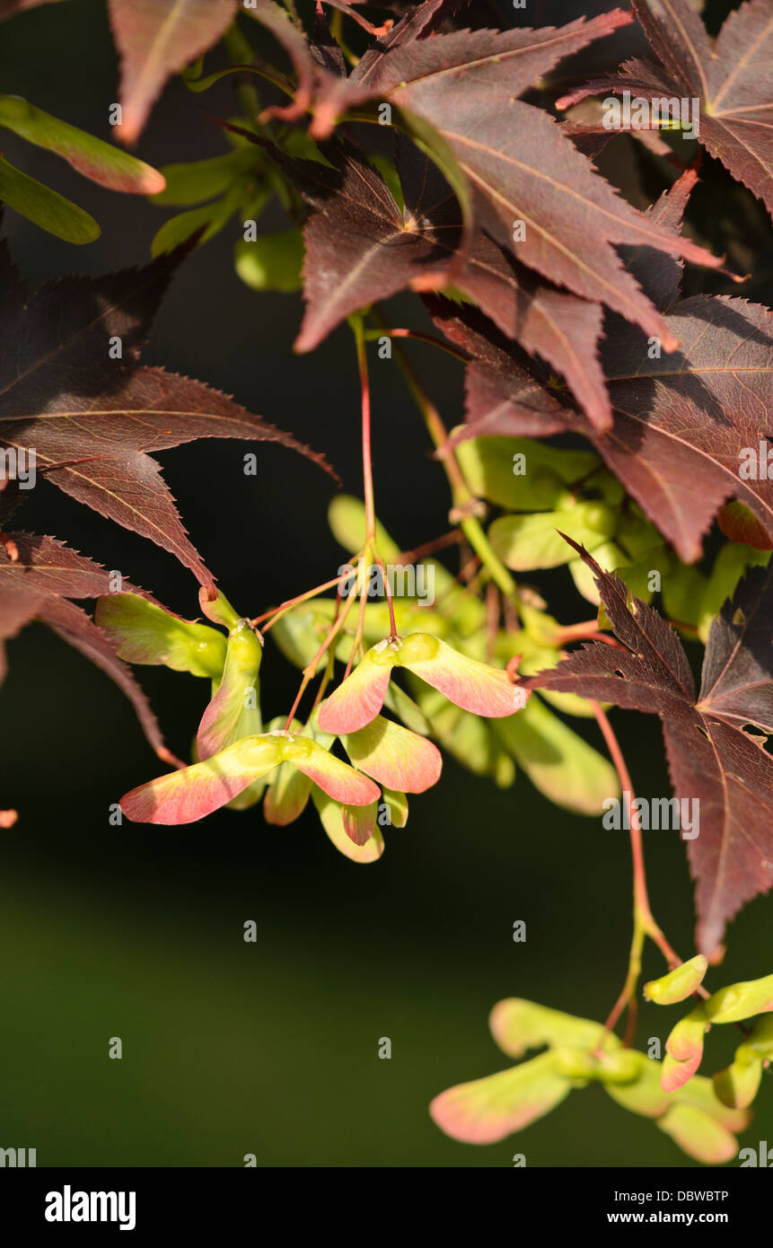 Japanischer Ahorn (Acer palmatum 'atropurpureum') Stockfoto
