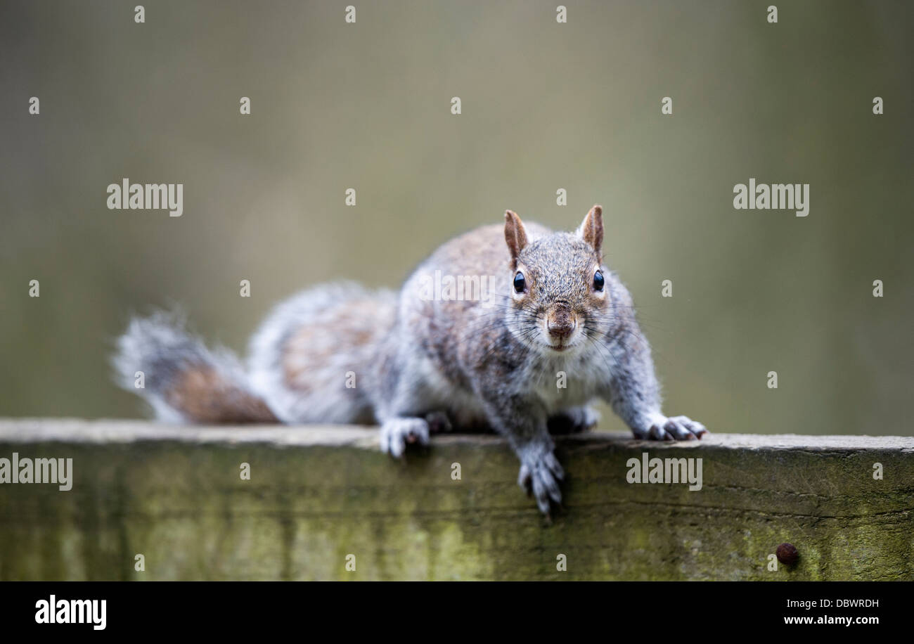 Grauhörnchen auf einem Zaun Stockfoto