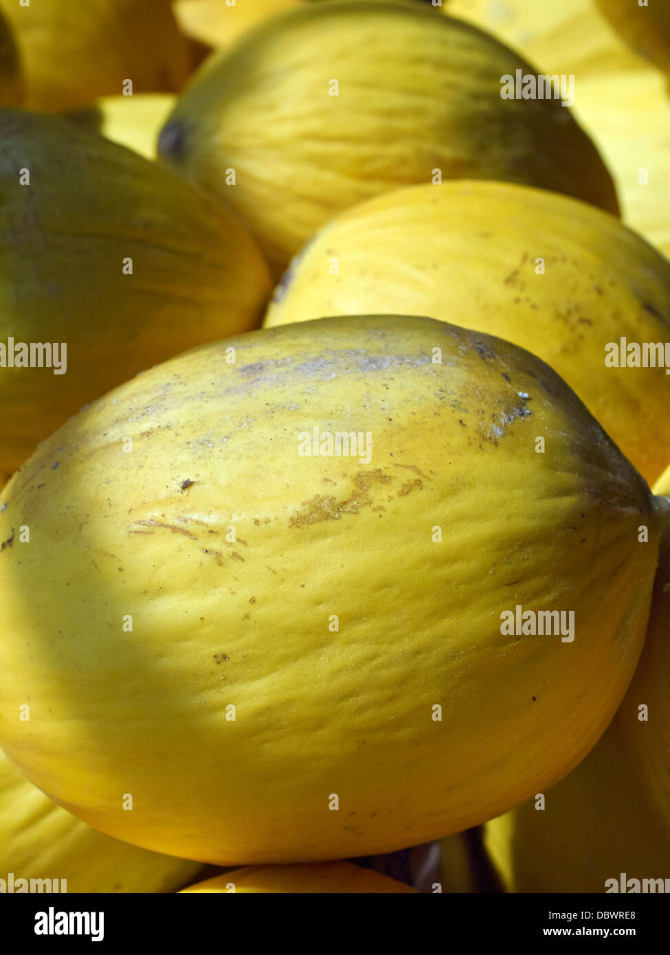 Kanarische Melonen Stockfoto