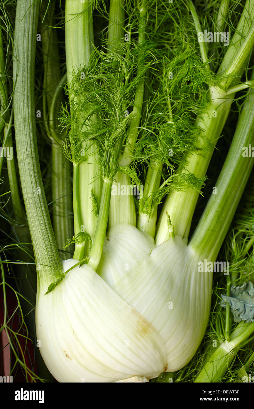 Fenchel-Zwiebel und Wedel Stockfoto