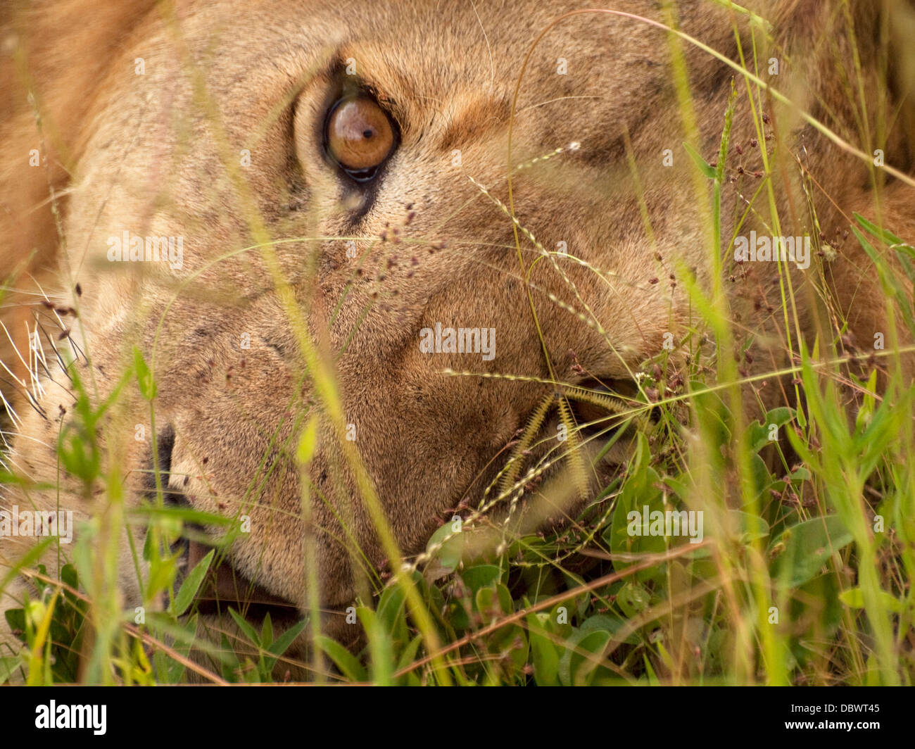 Blick in die hypnotischen Augen eines jungen männlichen Löwen im südlichen Tansania Ruaha Nationalpark starrte durch frischen grünen Rasen Stockfoto