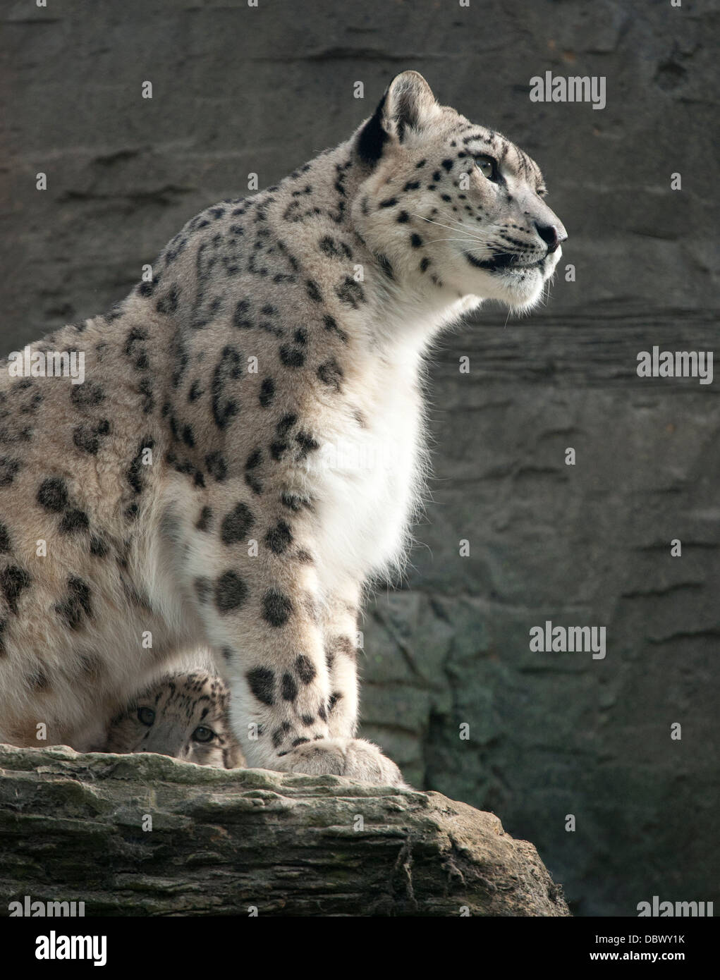 Snow Leopard-Mutter mit Jungtier spähte durch ihre Beine Stockfoto