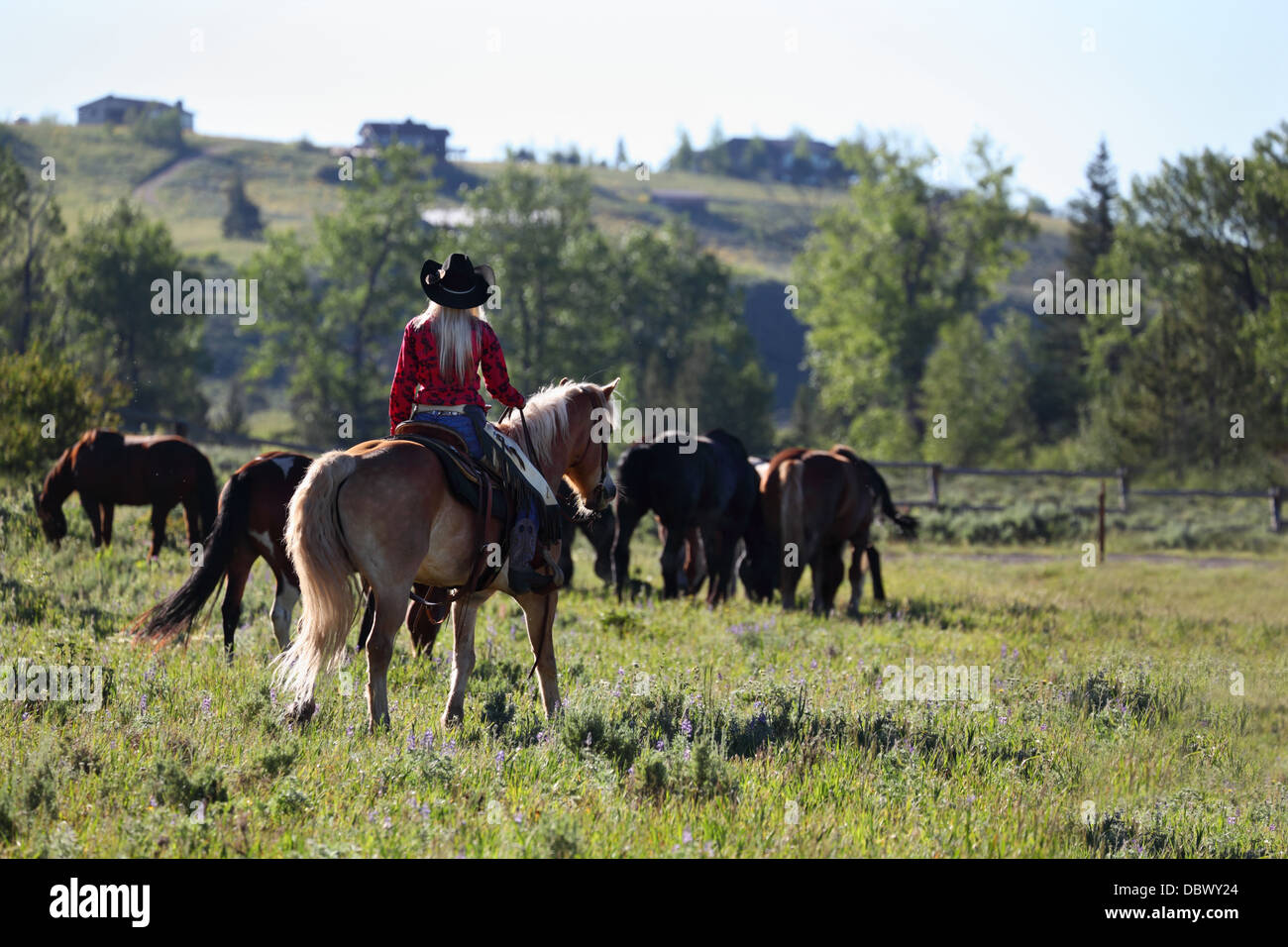 hübsches Cowgirl auf dem Pferderücken in Montana Ranch reiten Herde auf Pferden Stockfoto