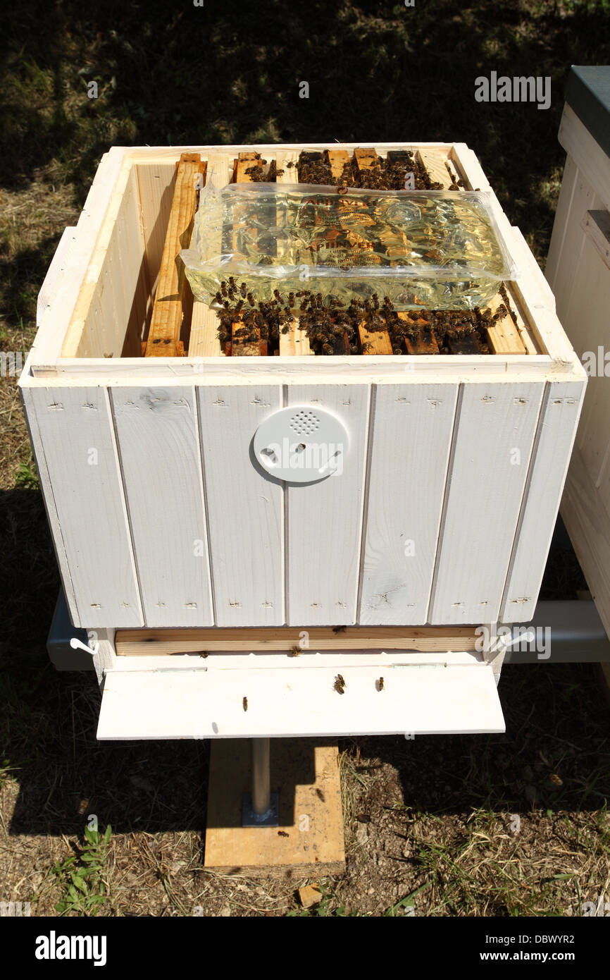 Fütterung der Europäischen Honig Biene (Apis Mellifera) Kolonien mit invertierten Zuckersirup. Stockfoto