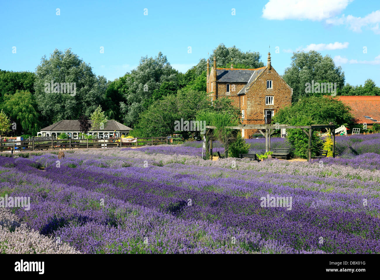 Norfolk Lavender, Caley Hall, Heacham, Norfolk, England UK Englisch Felder Stockfoto
