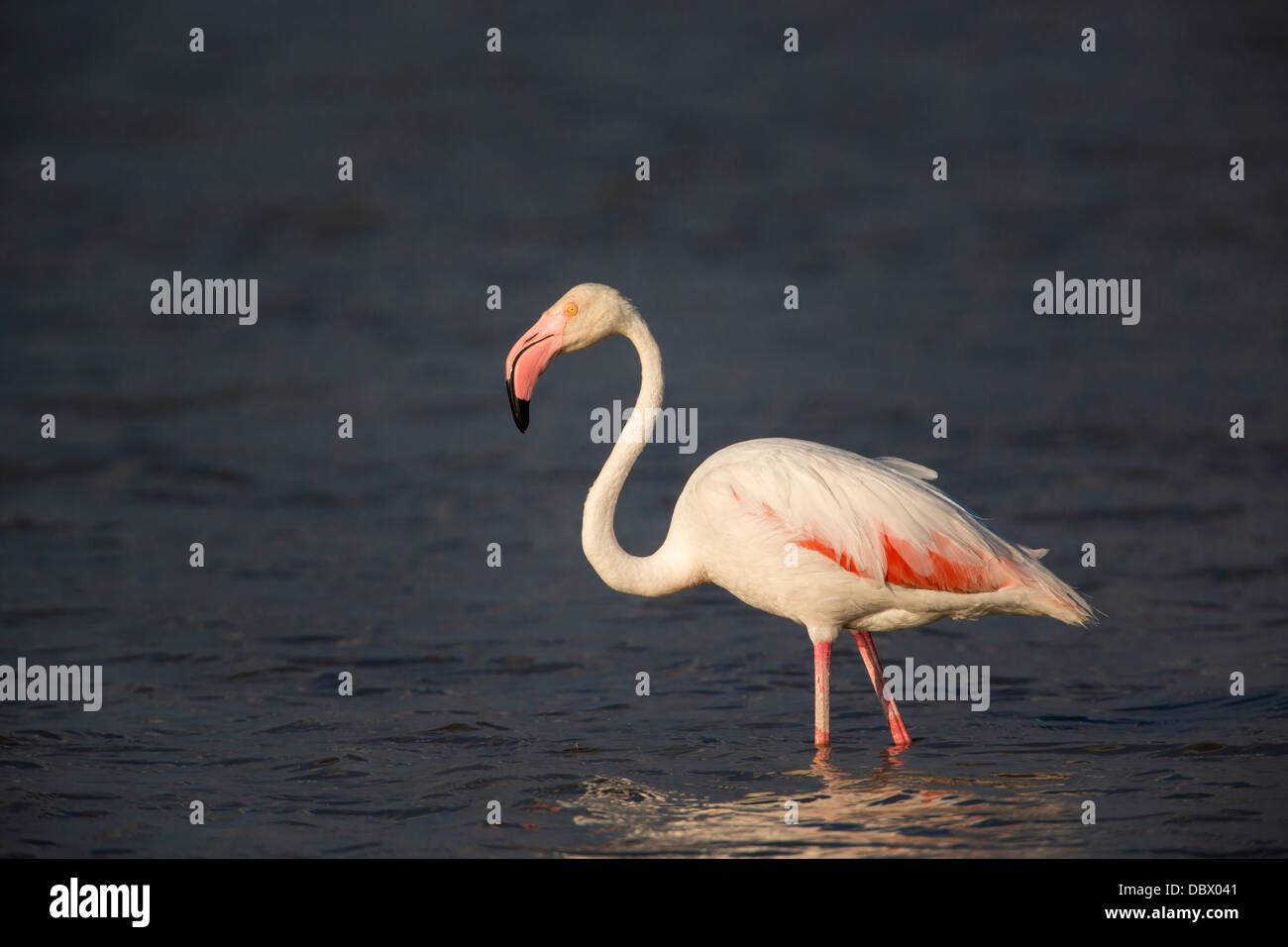 Rosaflamingo (Phoenicopterus Ruber), Etosha Nationalpark, Namibia, Mai 2013 Stockfoto