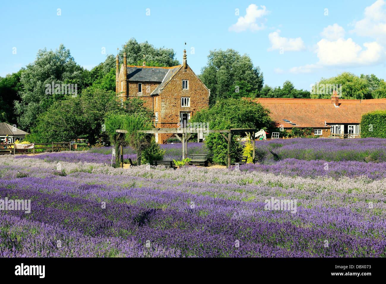 Norfolk Lavender, Caley Hall, Heacham, Norfolk, England UK Englisch Felder Stockfoto